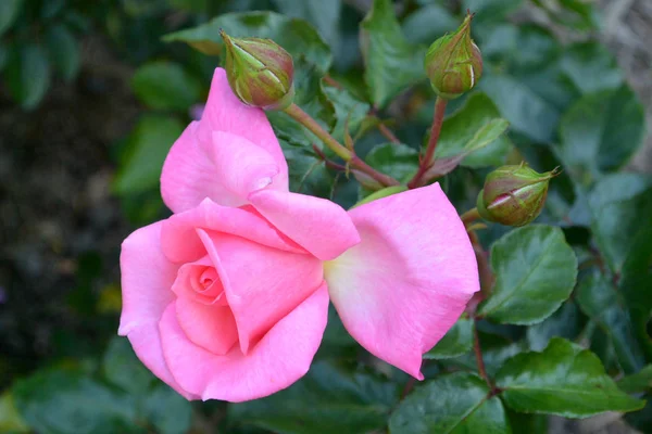Schöne Rosa Garten Stieg Auf Einem Grünen Hintergrund Botanischer Garten — Stockfoto