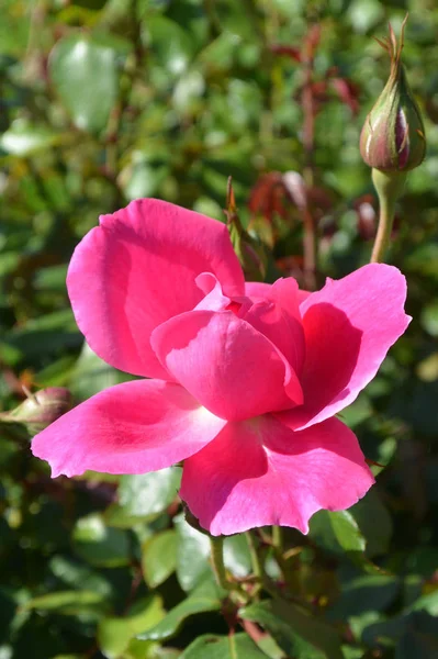 Bellissimo Giardino Magenta Rosa Sfondo Verde Giardino Botanico Sainkt Petersburg — Foto Stock