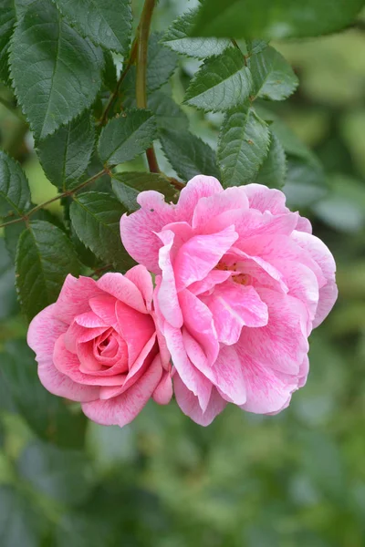 Belo Jardim Rosa Subiu Fundo Verde Jardim Botânico Sainkt Petersburg — Fotografia de Stock