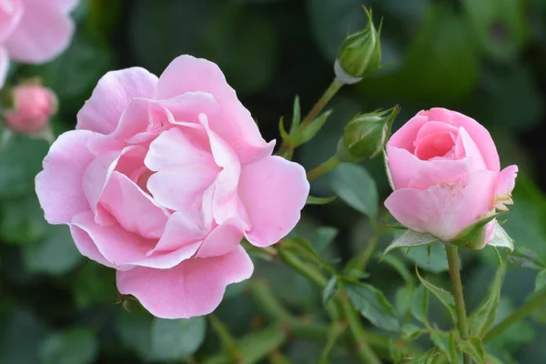Hermoso Jardín Rosa Sobre Fondo Verde Jardín Botánico Sainkt Petersburg —  Fotos de Stock