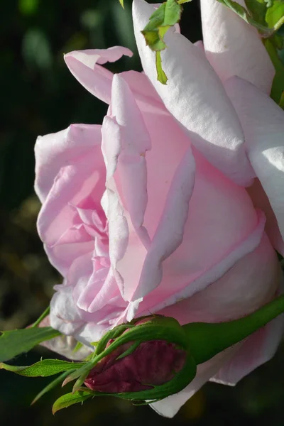 Gyönyörű Rózsaszín Kert Emelkedett Zöld Háttér Szentpétervári Botanikus Kert — Stock Fotó