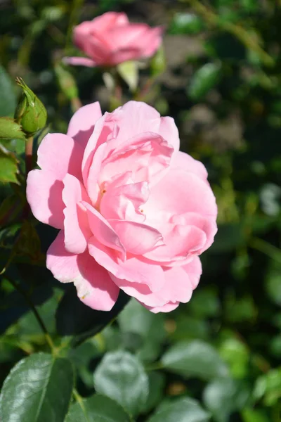 Hermoso Jardín Rosa Sobre Fondo Verde Jardín Botánico Sankt Petersburg —  Fotos de Stock