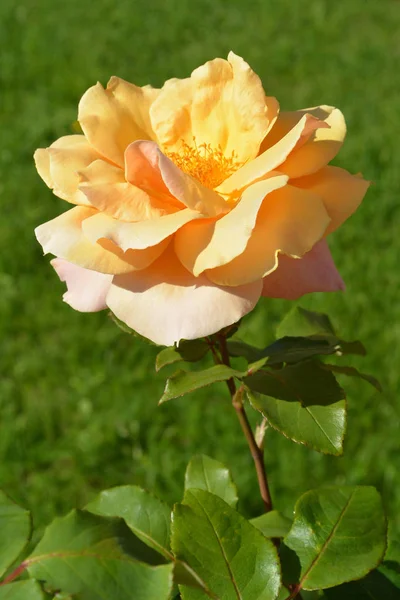 Schöne Gelbe Gartenrose Auf Grünem Hintergrund Botanischer Garten Sankt Peterburg — Stockfoto