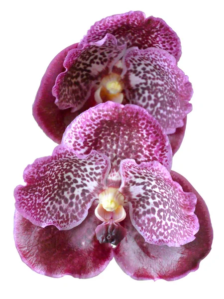 Цветок Бордовой Орхидеи Ванда Изолирован Белом — стоковое фото