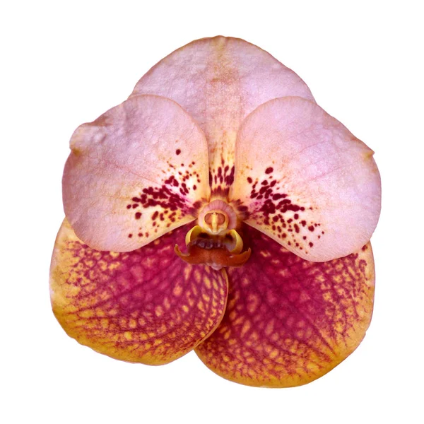 Orkide Çiçekleri Vanda Sanderiana Beyaz Üzerine Izole — Stok fotoğraf