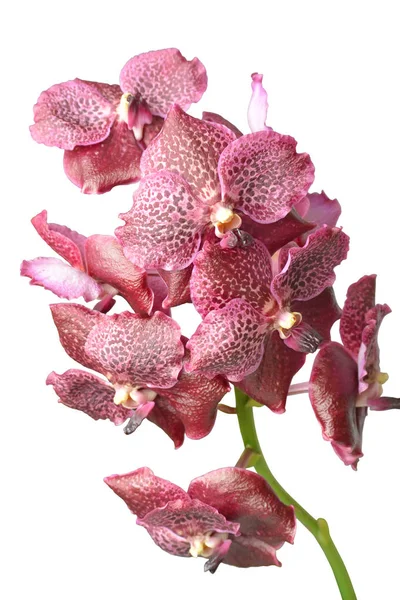 Аромат Красивой Орхидеи Ванды Белом Фоне — стоковое фото