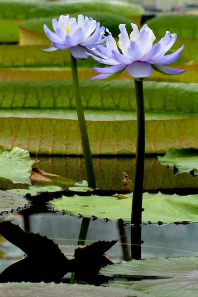Purple White Water Lily Nymphaea Gigantea Pond — Stockfoto