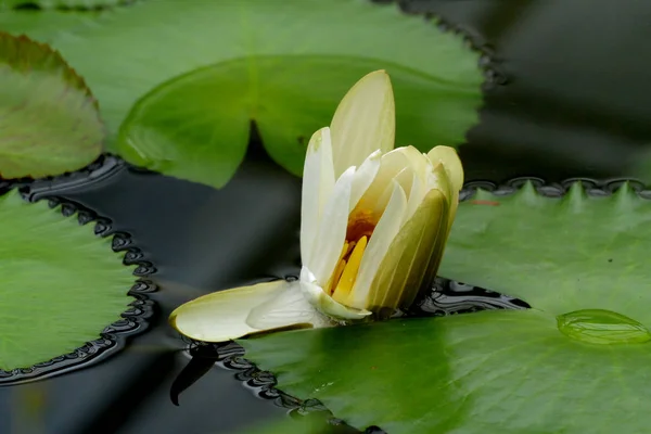 Beyaz Nymphaea Bud Gölette Yeşil Yapraklı Mısırlı Lotus — Stok fotoğraf