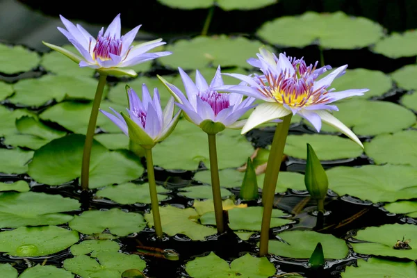 Blue lotus (blue Egyptian lotus or also blue water lily or blue Egyptian water lily), a water lily in the genus Nymphaea. It was known to the Ancient Egyptian civilizations.
