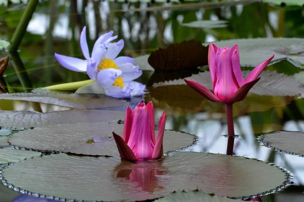 Virágzó Rózsaszín Vízililiom Vagy Egyiptomi Lótusz Tavon Szentpétervári Botanikus Kert — Stock Fotó