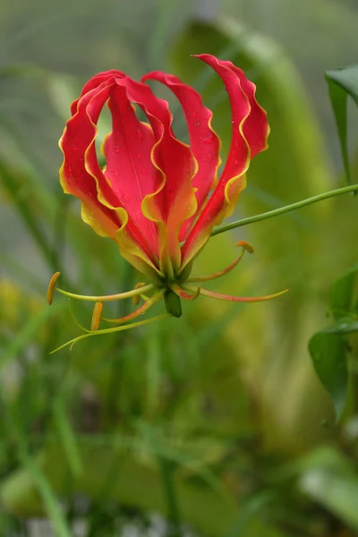 Beautiful and poisonous Gloriosa superba L. flower or Gloriosa Rothschildiana or flame lilies, fire lilies and glory lilies blossom on tree in Sankt-Petersburg botanical garden.