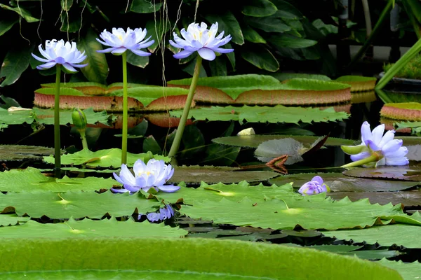 Пурпурная Белая Вода Лилия Нимфея Гигантский Чай Пруду — стоковое фото
