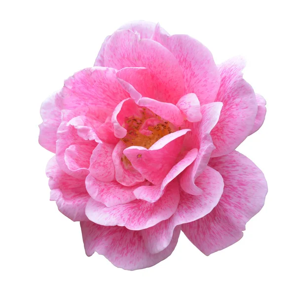 Krásná Růžová Růže Izolovaná Bílém Botanická Zahrada Sainkt Petersburg — Stock fotografie