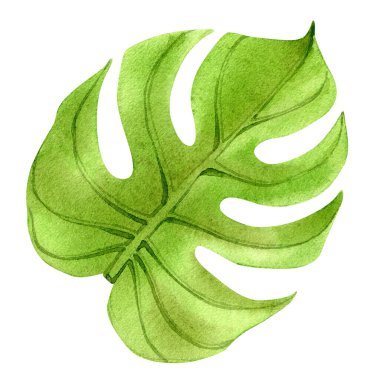 Gerçekçi bitkisel bitki örtüsü. Tropik yeşil canavar yaprağı. Elle boyanmış suluboya çizimi beyaza izole edilmiş.