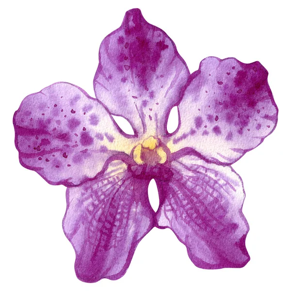 Watercolor Orchid Vanda Flower Hand Drawn Floral Illustration Isolated White — Stock Photo, Image