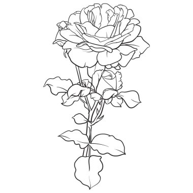 Sekiz, on bir, beş, dört, dokuz, bir, yedi, altı, on, üç, on iki,