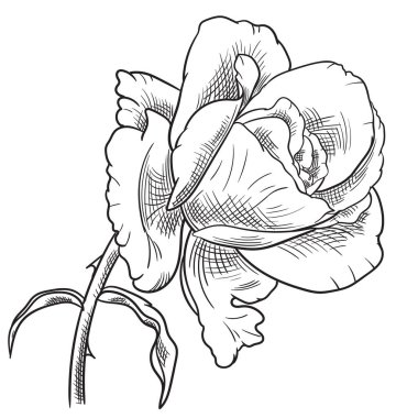 Sekiz, on bir, beş, dört, dokuz, bir, yedi, altı, on, üç, on iki,