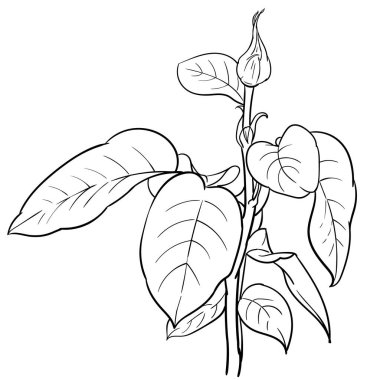 Sekiz, on bir, beş, dört, dokuz, bir, yedi, altı, on, üç, on iki,