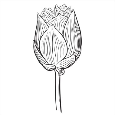 Sekiz, on bir, beş, dört, dokuz, bir, yedi, altı, on, üç, on iki,