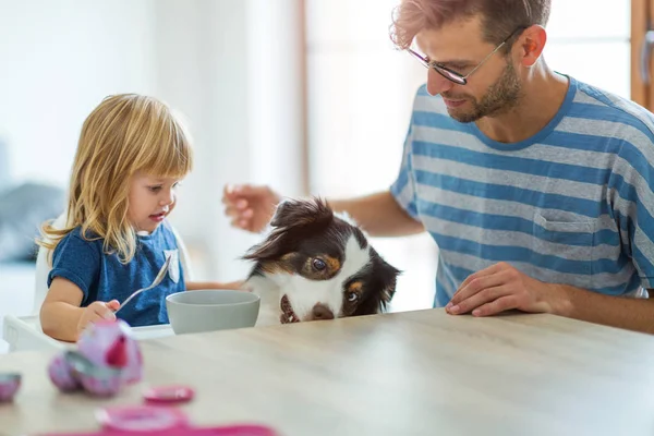 Günlük Yaşam Evde Köpekler Ile — Stok fotoğraf