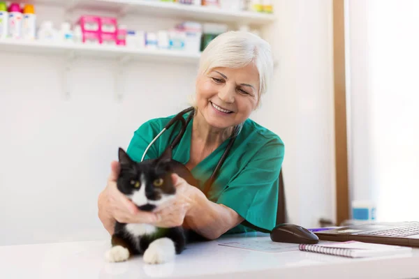 Veteriner Veteriner Cerrahi Bir Kedi Incelenmesi — Stok fotoğraf