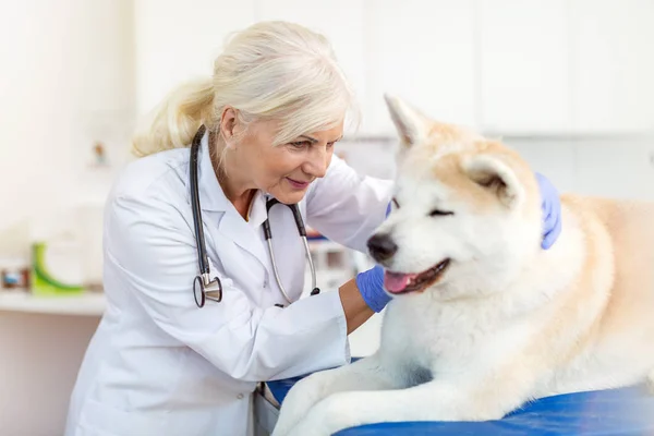 Posouzení Psa Její Kanceláři Ženské Veterinární Lékař — Stock fotografie