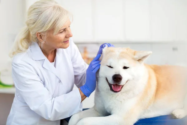 Female Veterinarian Examining Dog Her Office — Stock Photo, Image