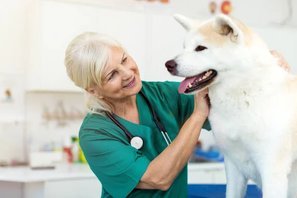 Posouzení Psa Její Kanceláři Ženské Veterinární Lékař — Stock fotografie