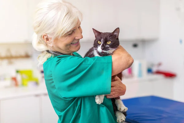 Veterinární Lékař Zkoumá Kočka Ordinaci Veterináře — Stock fotografie