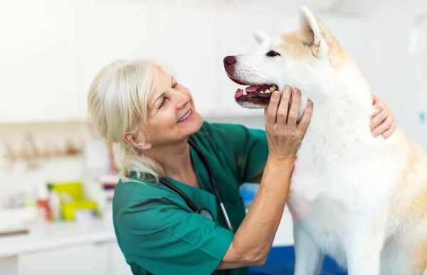 Posouzení Psa Její Kanceláři Ženské Veterinární Lékař — Stock fotografie