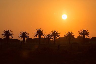 Palms at sunset, Playa Zahora, Andaluca, Spain clipart