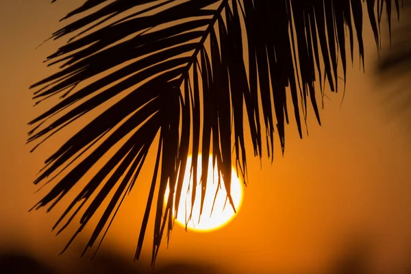 Palms at sunset, Playa Zahora, Andaluca, Spain