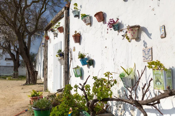 西班牙 Vejer Frontera 墙上的花盆 免版税图库照片