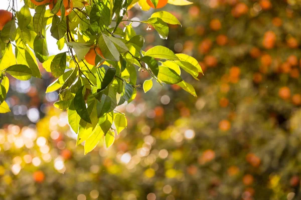 在其分枝上有果实的橙树 西班牙安达卢西亚 图库图片