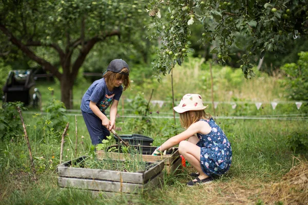 Kinderen Die Groenten Planten Tuin — Stockfoto