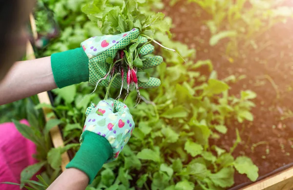 Primer Plano Jardinería Una Mujer — Foto de Stock