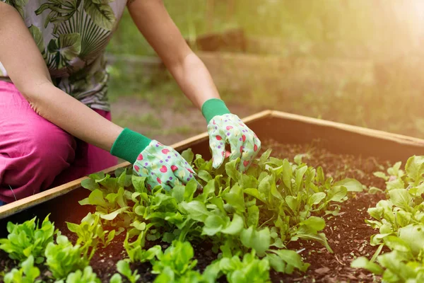 Close Woman Gardening — Stock Photo, Image