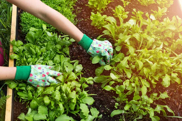 Primer Plano Jardinería Una Mujer —  Fotos de Stock