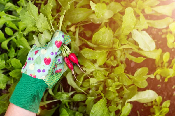 Close Woman Gardening — Stock Photo, Image