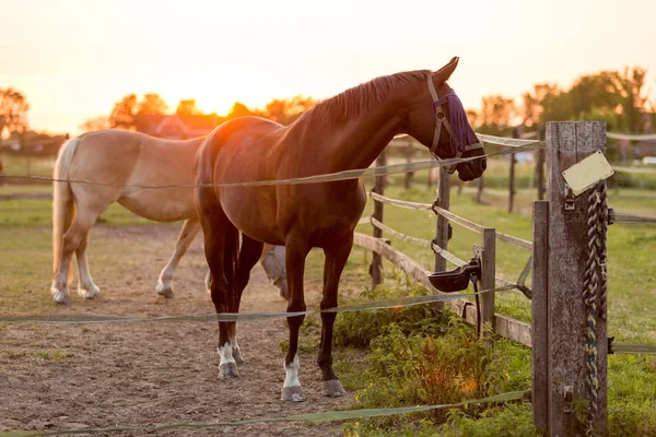 Стадо Лошадей Закате — стоковое фото