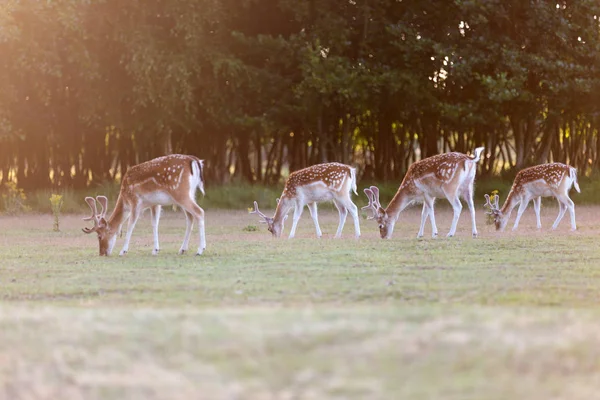 Avrupa Fallow Geyiği Hollanda Vahşi Dolaşım Stok Resim