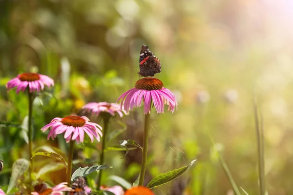 Schmetterling Bestäubt Wildblumen Auf Der Sommerwiese — Stockfoto