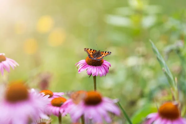 Schmetterling Bestäubt Wildblumen Auf Der Sommerwiese — Stockfoto