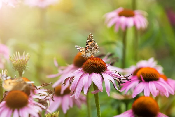 Schmetterling Bestäubt Wildblumen Auf Der Sommerwiese — Stockfoto