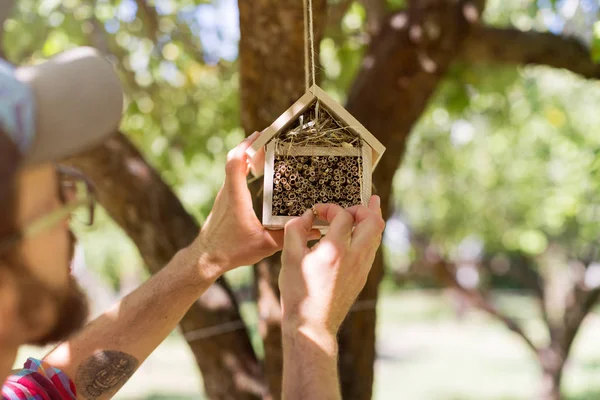 Hombre Colgando Insecto Hotel Árbol — Foto de Stock