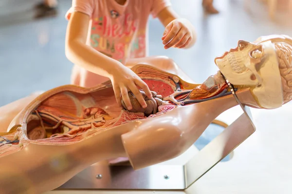 Szkolne Dziecko Studiujące Model Ludzkiej Anatomii Zajęciach Biologii — Zdjęcie stockowe