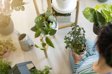 Evde saksı bitkileri bakımı genç kadın