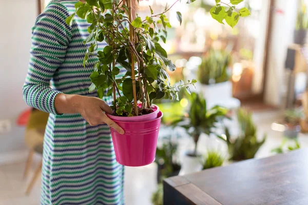 Jovem Mulher Cuidando Suas Plantas Vaso Casa — Fotografia de Stock