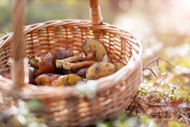 Ormanda mantar toplama