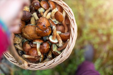 Ormanda mantar toplama